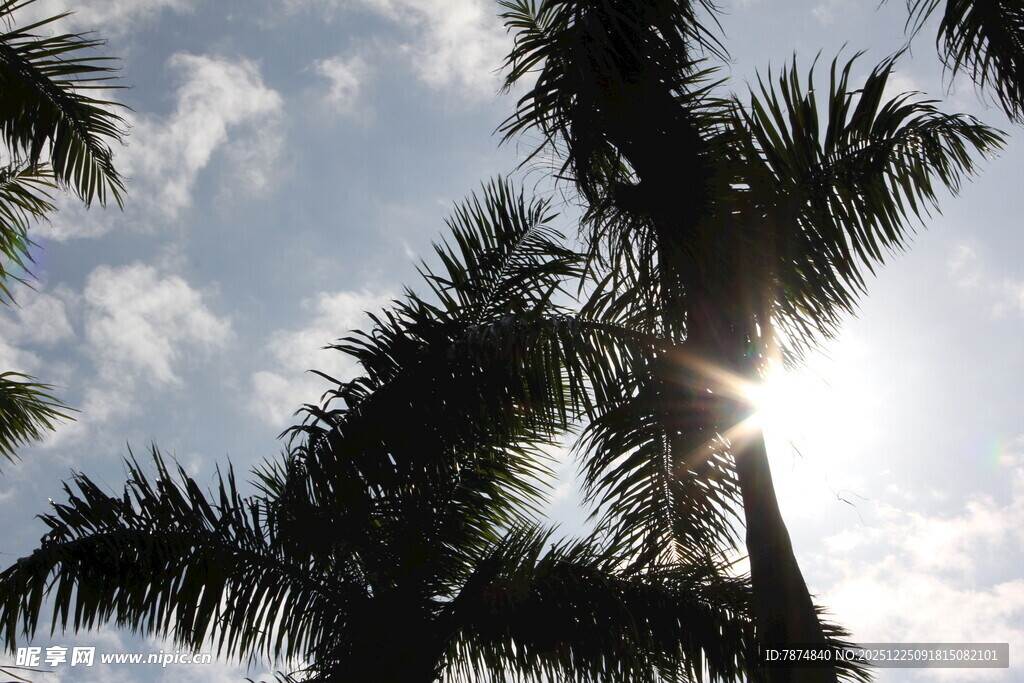 阳光透过棕榈树洒下