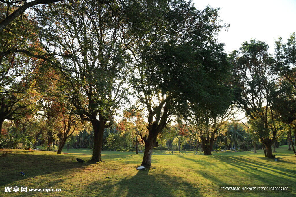 阳光照耀下的静谧树林