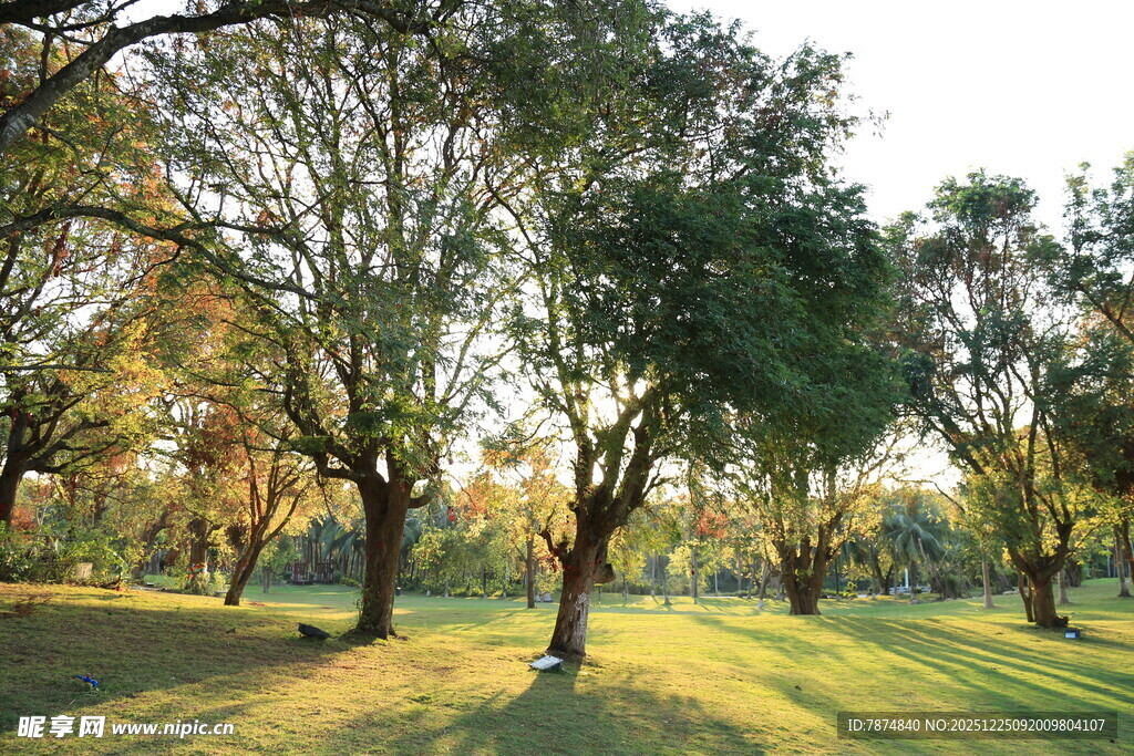 阳光洒落的静谧林间草地