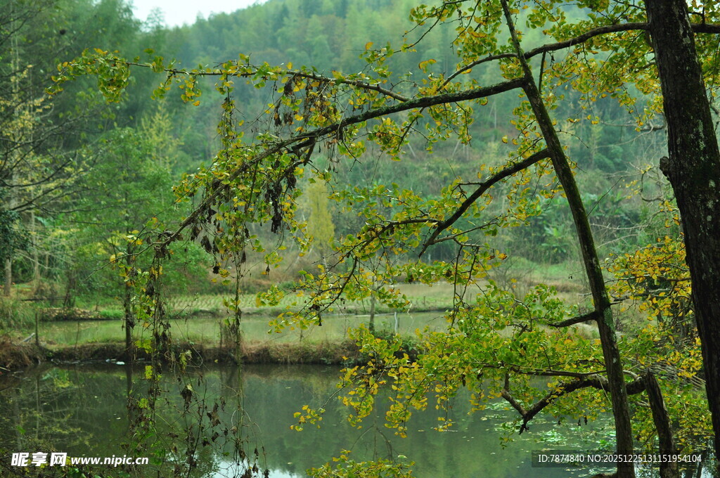 湖畔葱郁树林自然景致