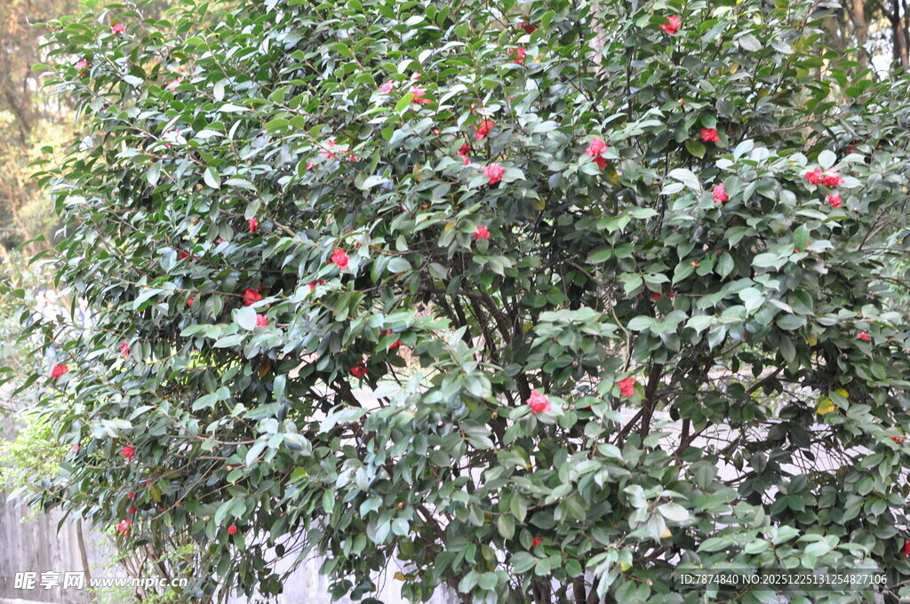 绿叶间的红色果实景观