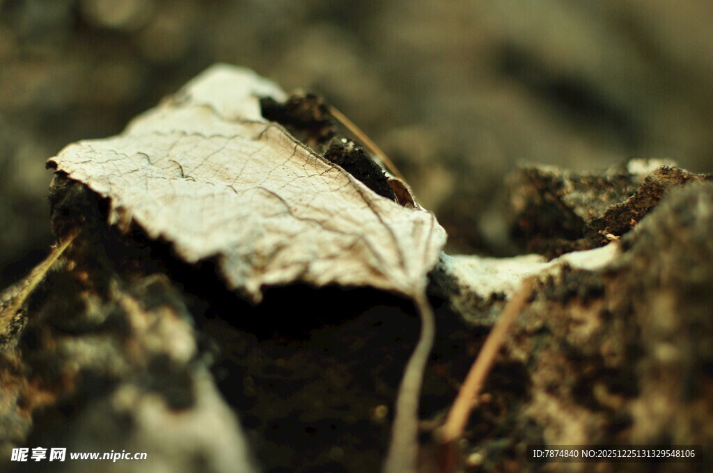 枯叶依附于粗糙树皮上