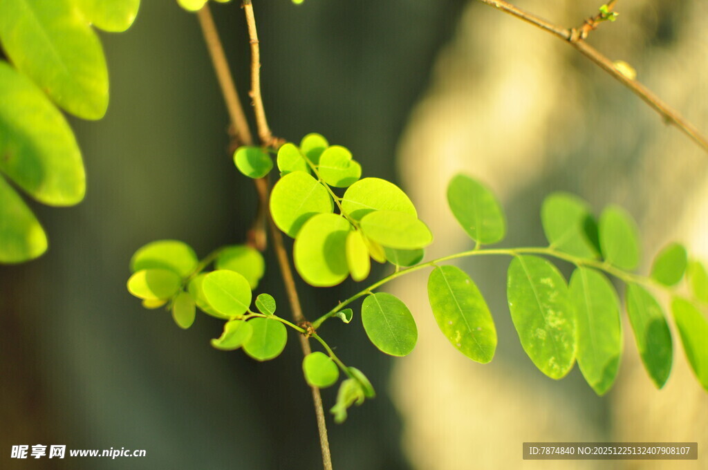 嫩绿枝叶生机盎然