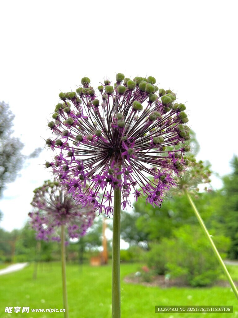 紫色葱属花卉绽放美景