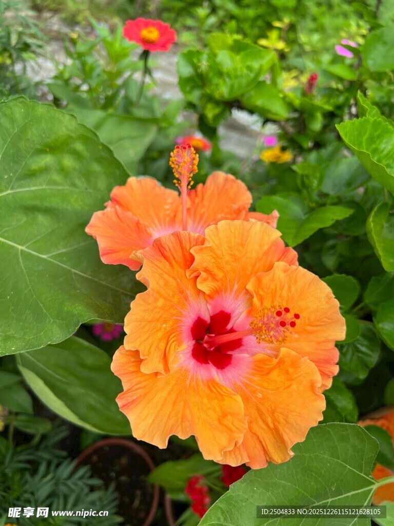 橙色木槿花绽放