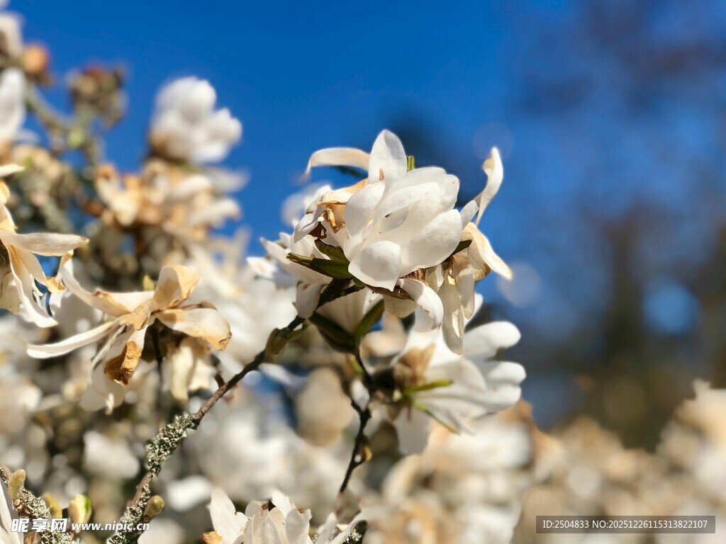 盛开的白色玉兰花