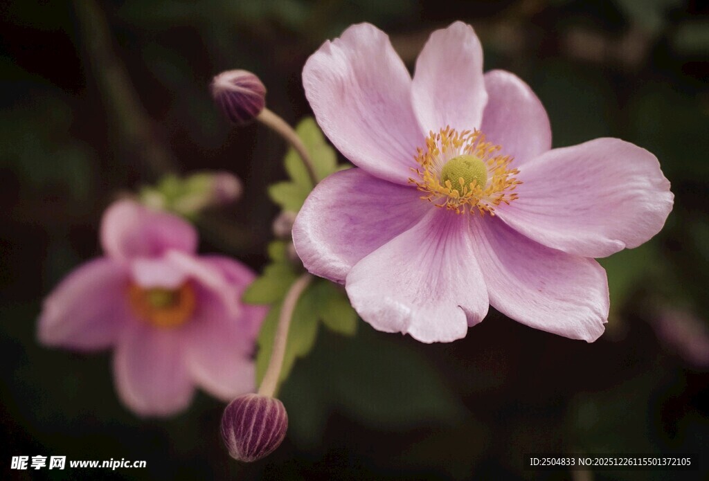 粉色娇艳花朵绽放