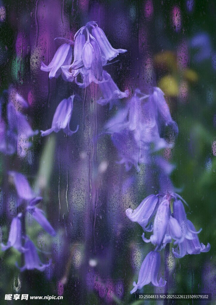 紫色风铃花绽放美景