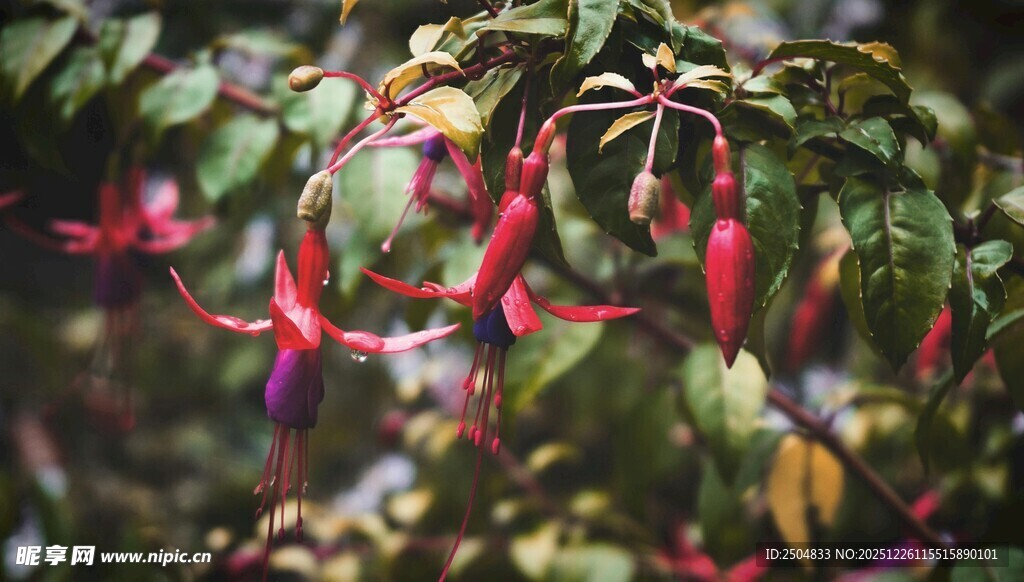 娇艳倒挂金钟绽放