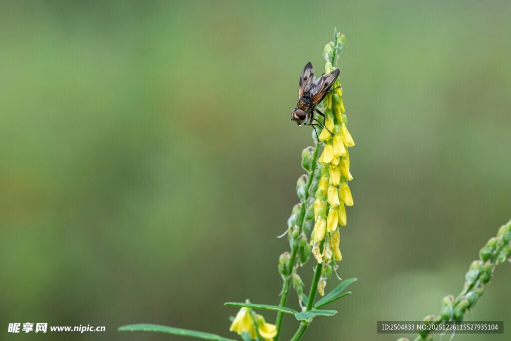 黄花草上的昆虫