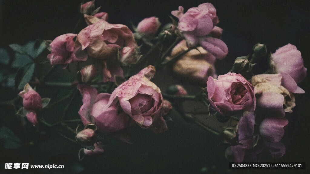 娇艳绽放的粉色花卉