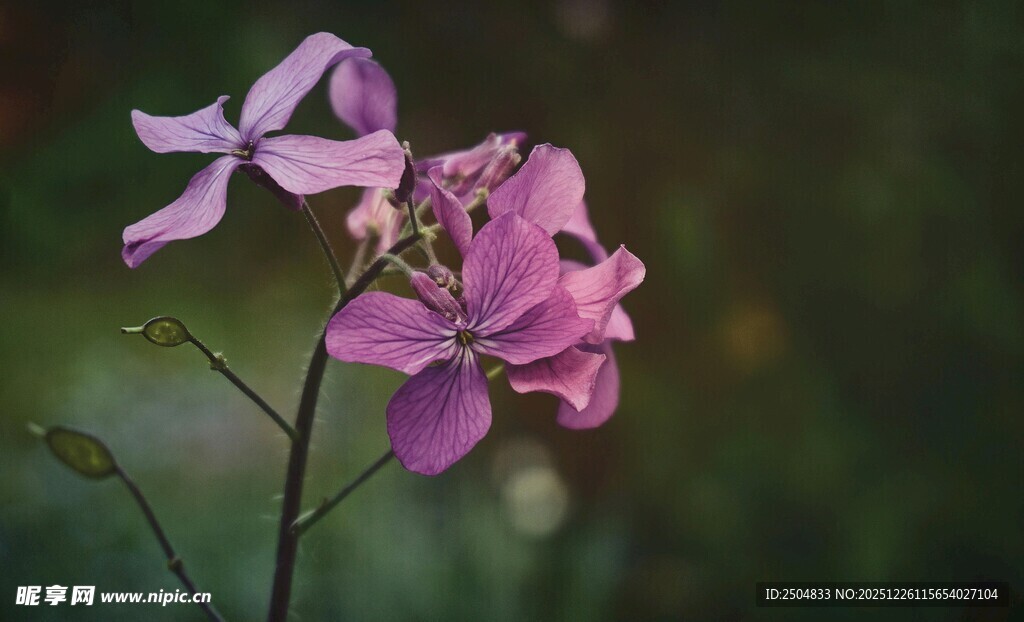 娇艳粉色小花绽放