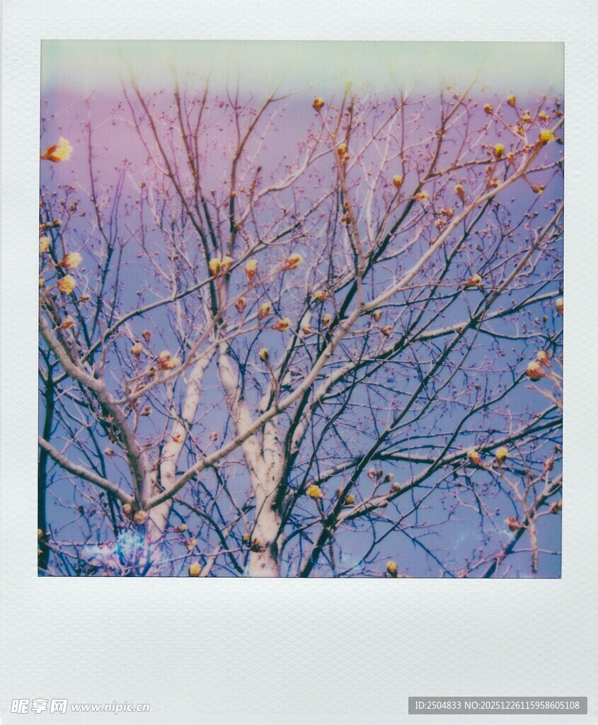 冬日旷野树枝景象