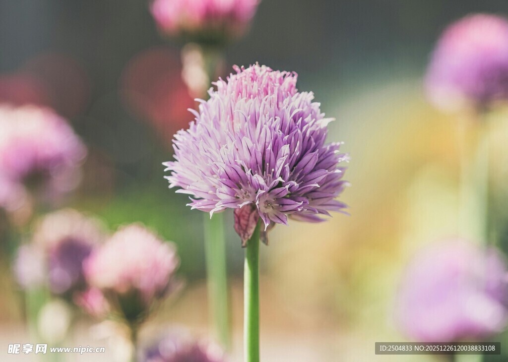 紫色葱属花卉特写