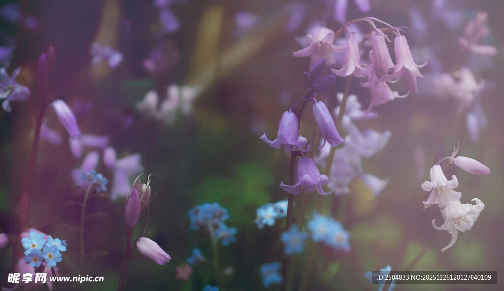 梦幻紫色花卉绽放美景