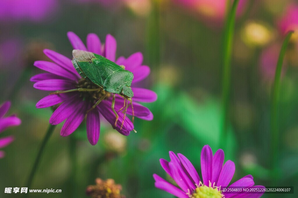 紫花上的绿甲虫