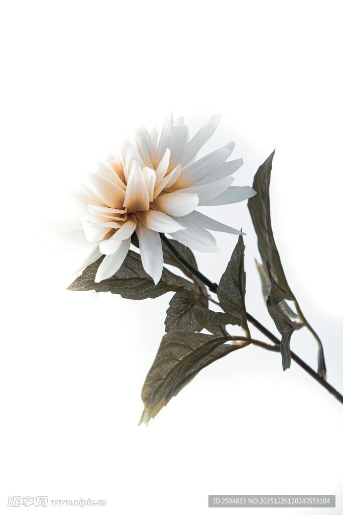 白色花朵与绿叶特写