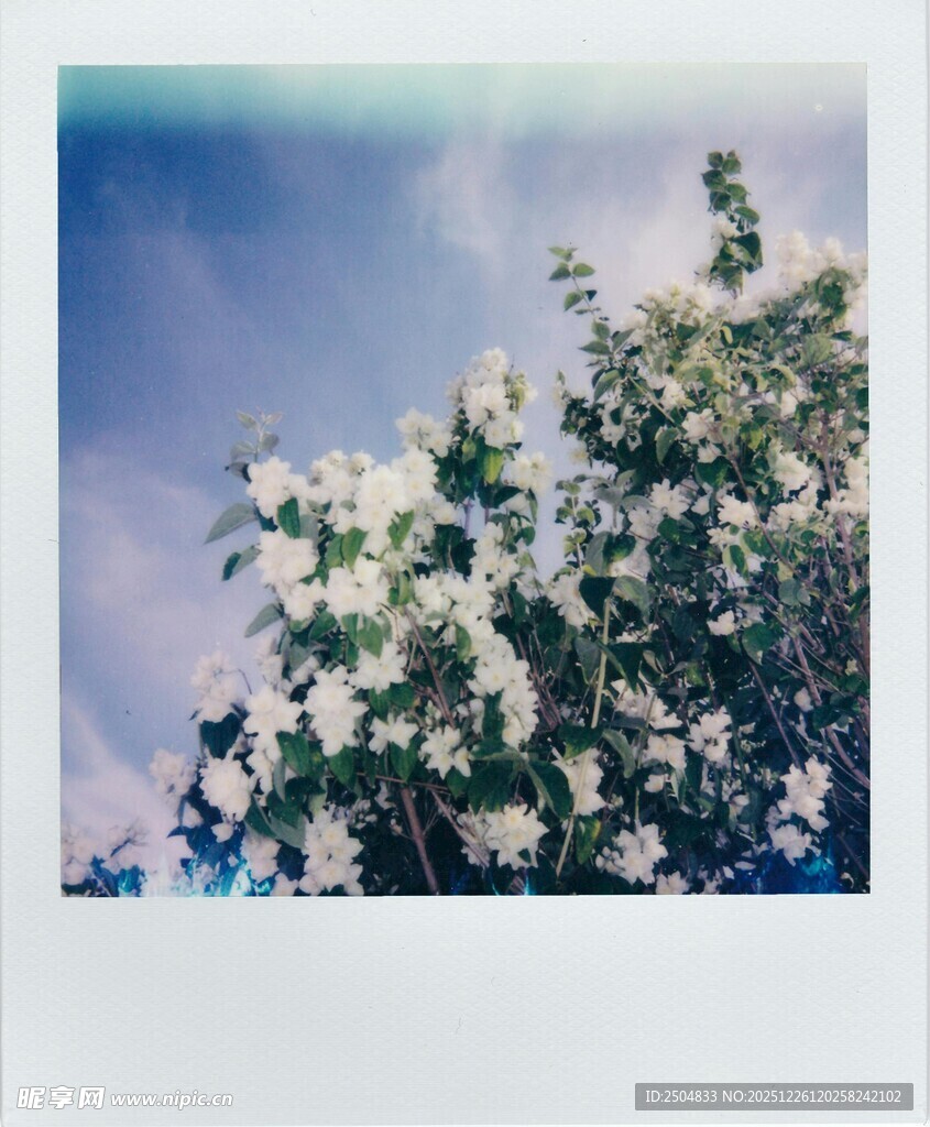 阳光下盛开的白色花朵