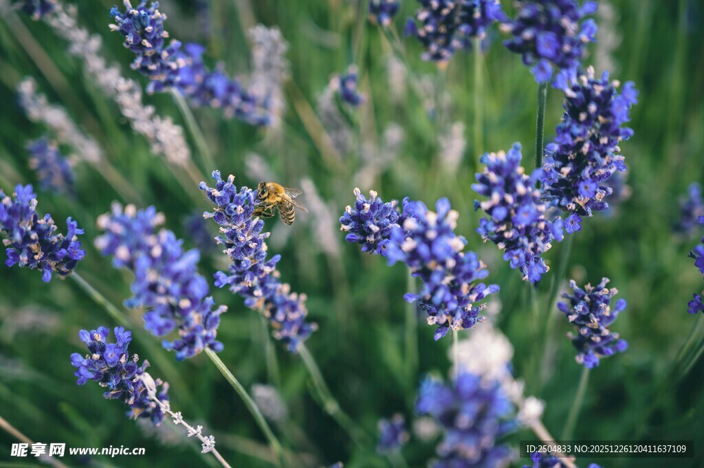 美丽薰衣草绽放