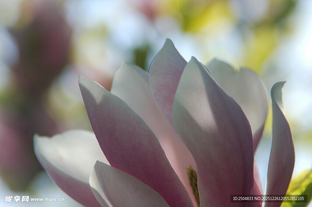 娇艳玉兰花特写