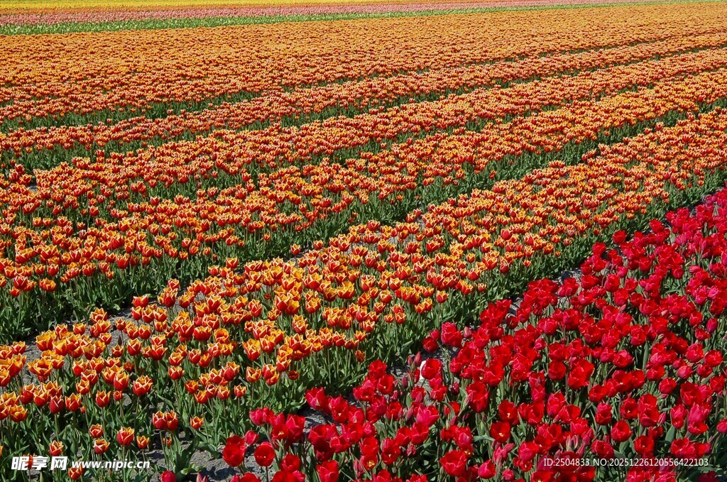 多彩花卉田垄景观