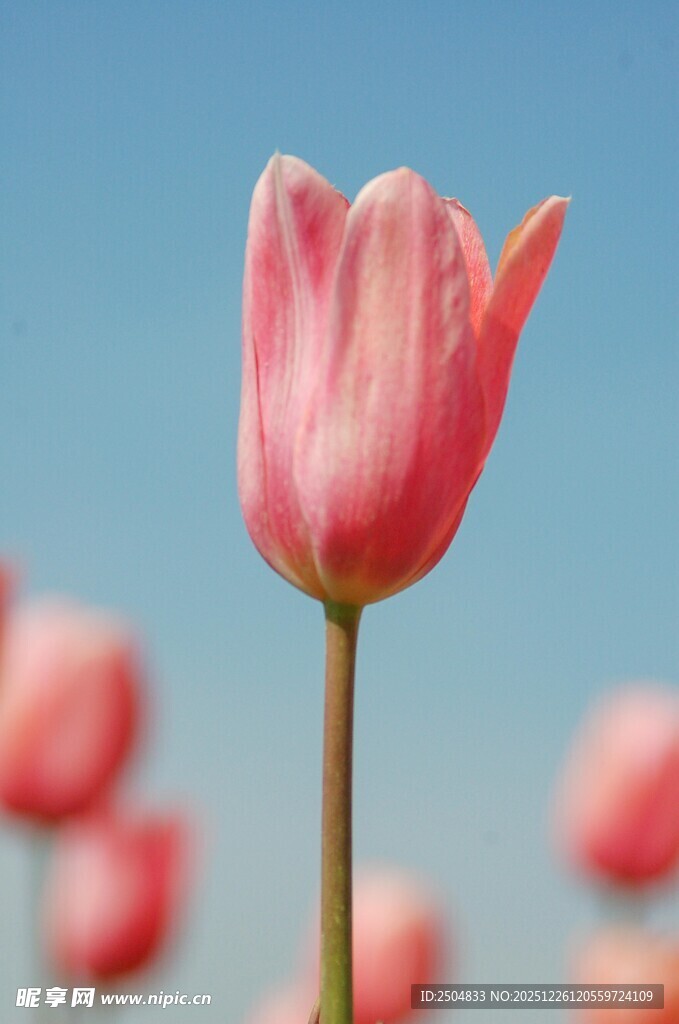 粉色郁金香绽放蓝天之下