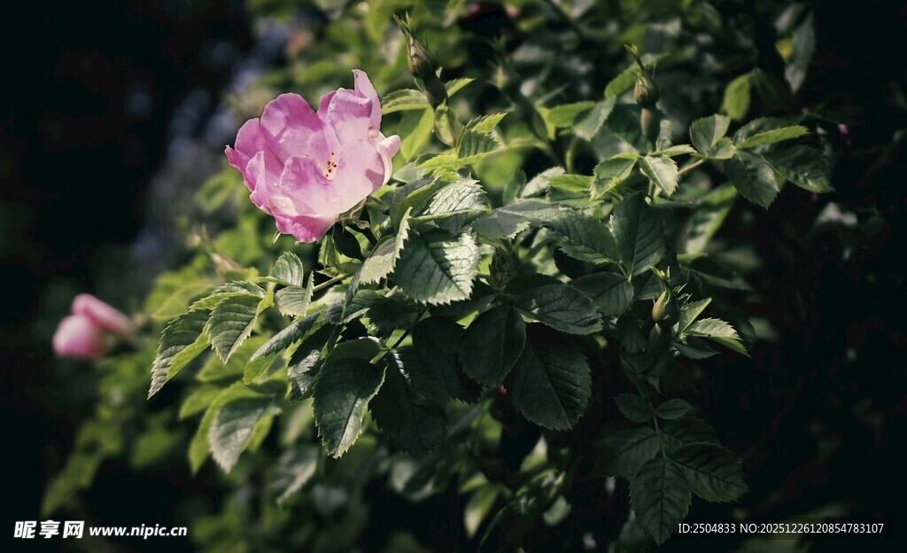 娇艳蔷薇花绽放绿叶间