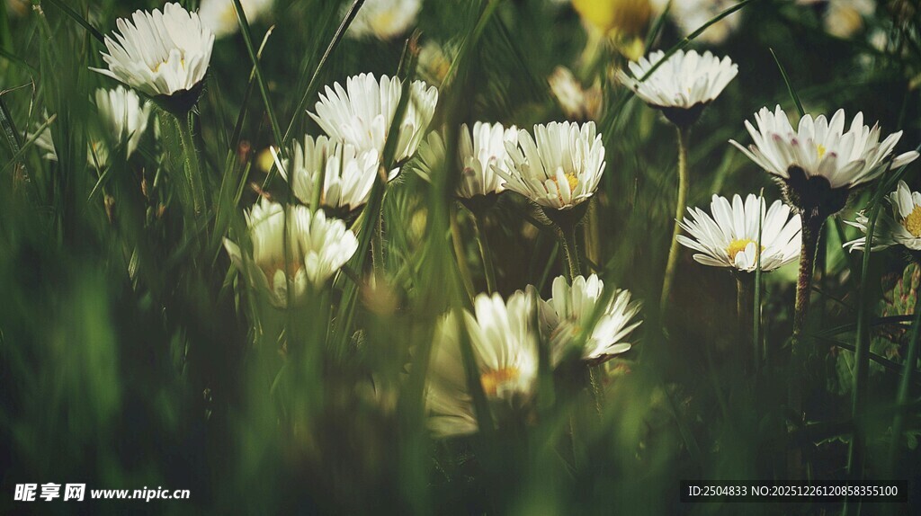 阳光下绽放的白色雏菊