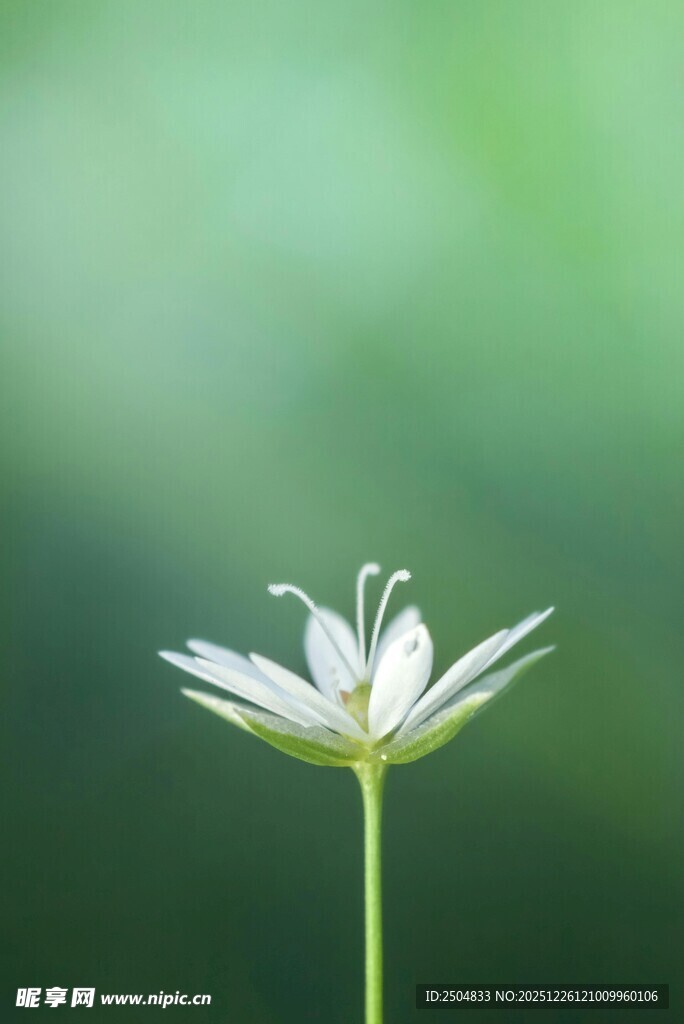 单朵白花特写 清新自然