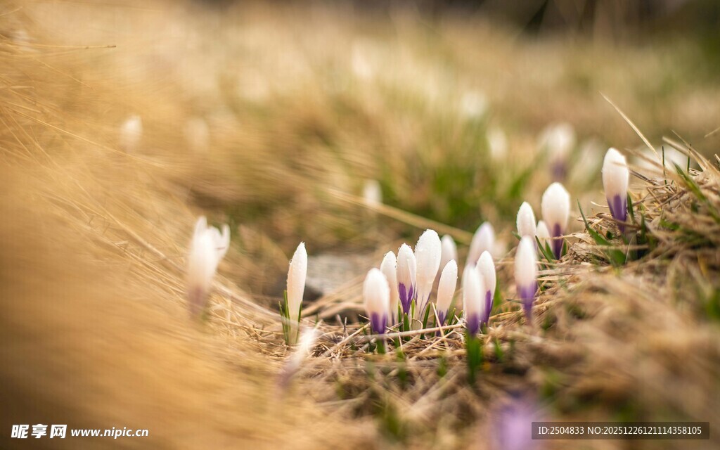 草丛中的美丽番红花