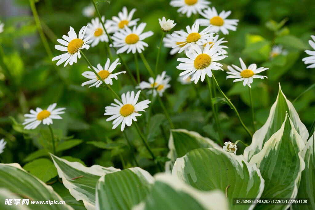 小雏菊与绿叶相映成趣