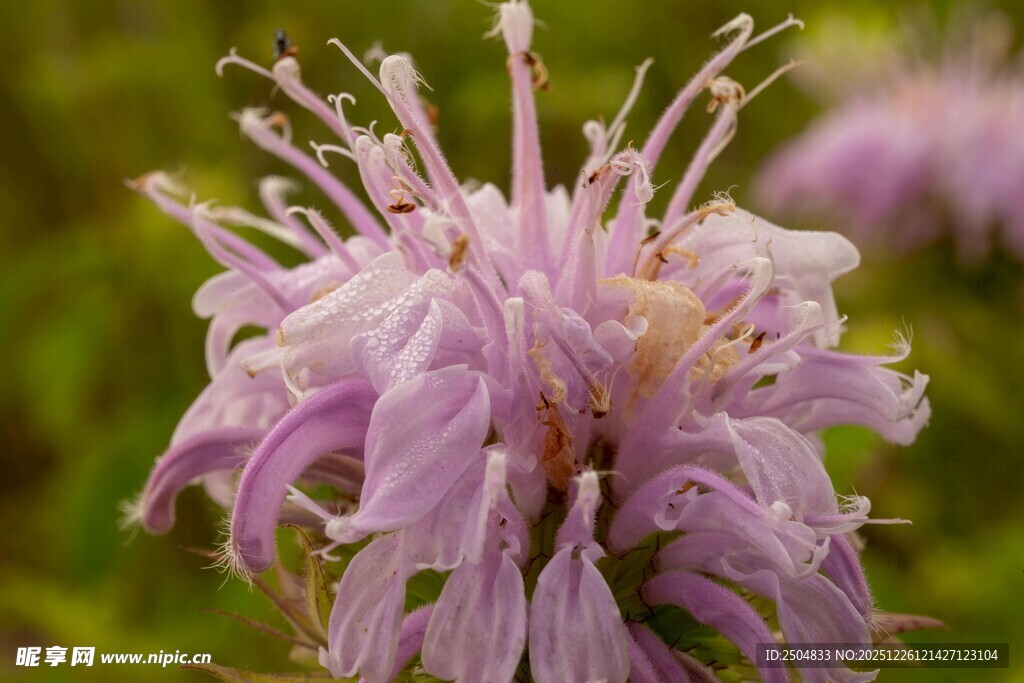 淡紫色花朵特写