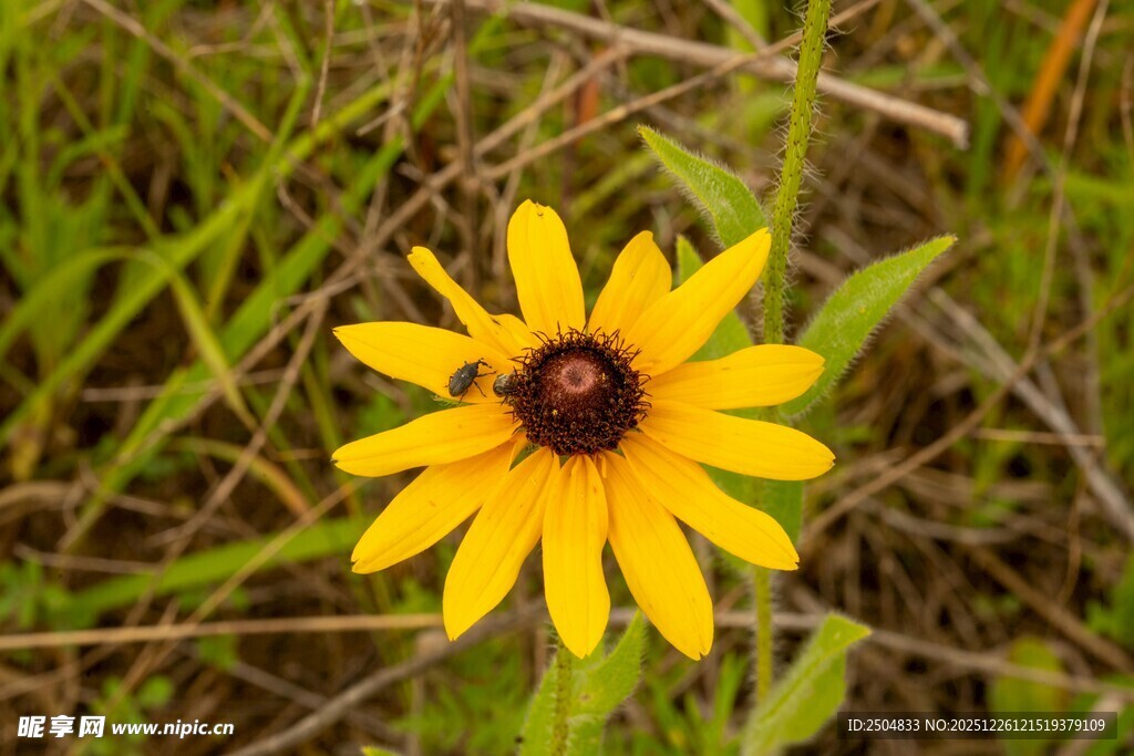 黄色黑心菊绽放于草丛