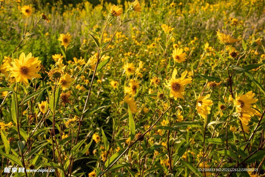 金黄灿烂的向日葵花田