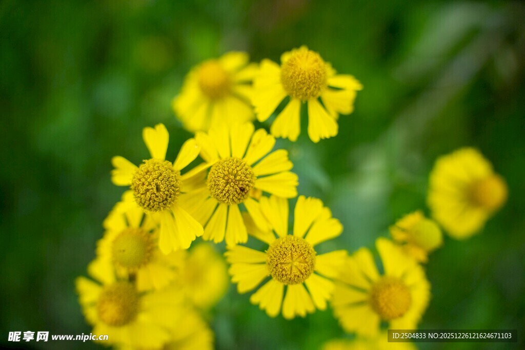 绽放的黄色小花