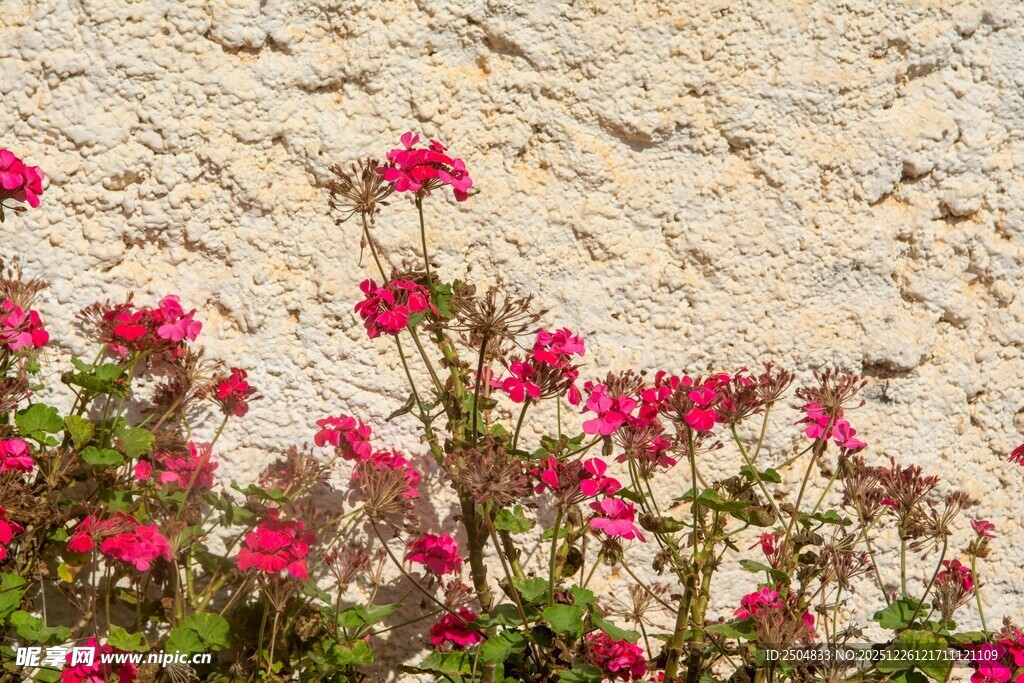 石墙边绽放的艳丽红花