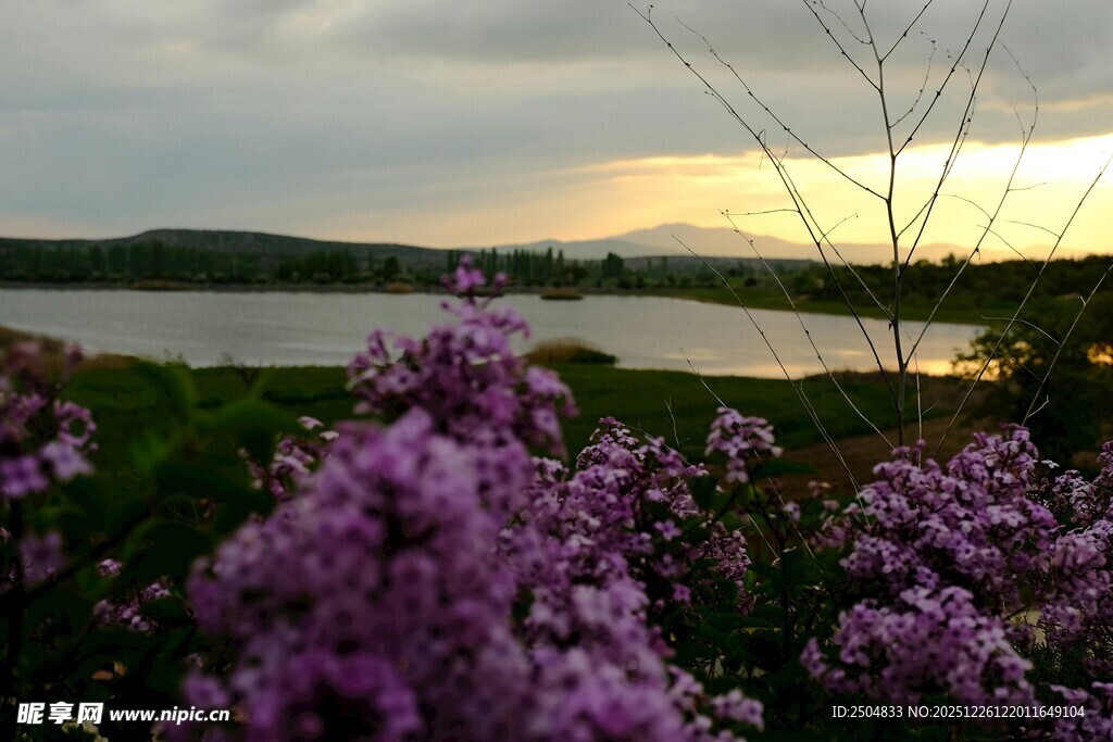 湖畔紫花映黄昏美景