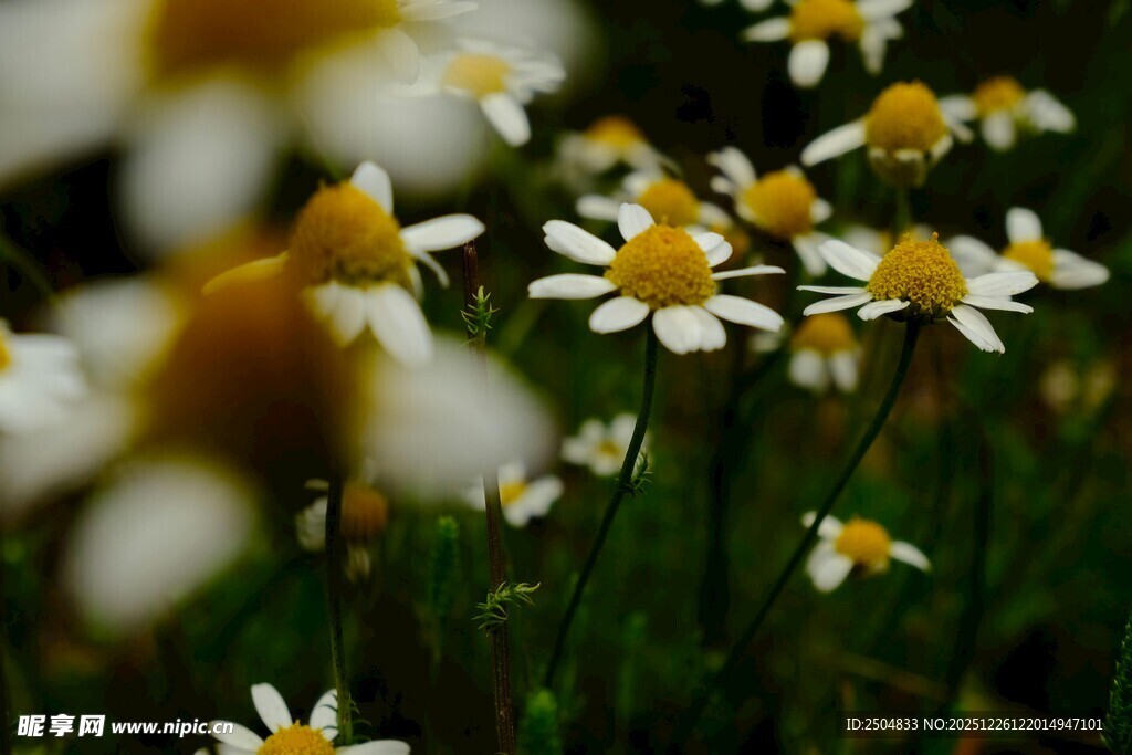 清新雏菊绽放于绿野
