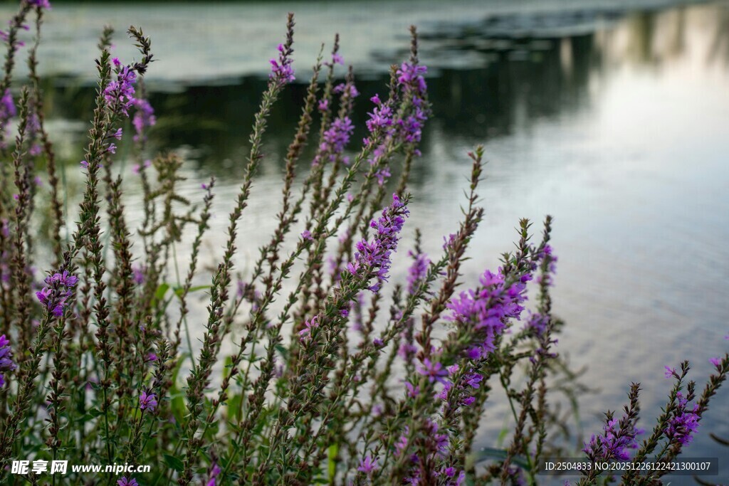 水边紫色花卉绽放