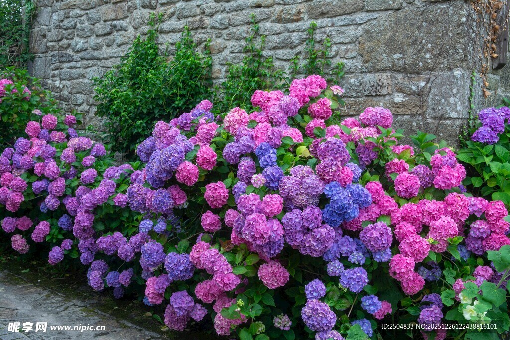 墙边绚烂多彩的绣球花丛