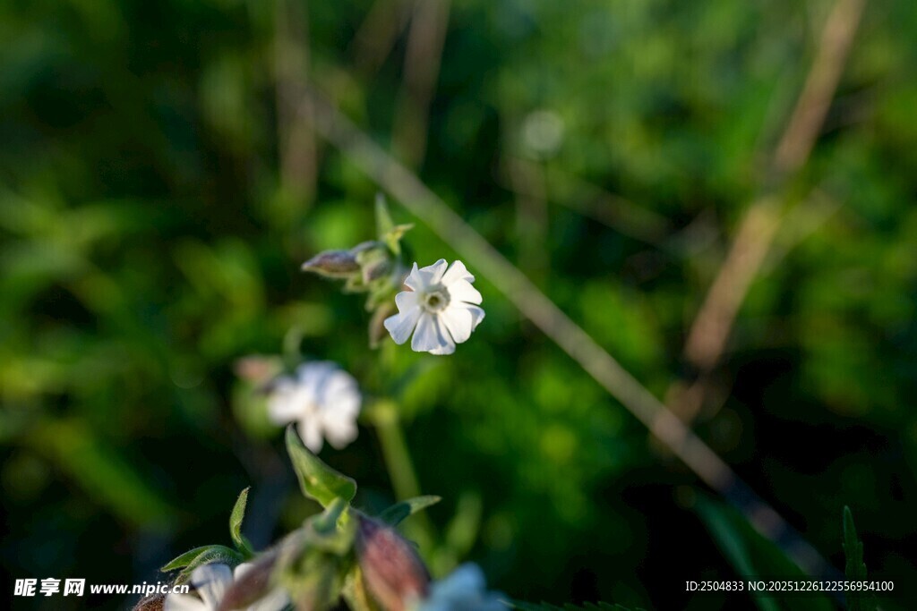 清新素雅的白色小花