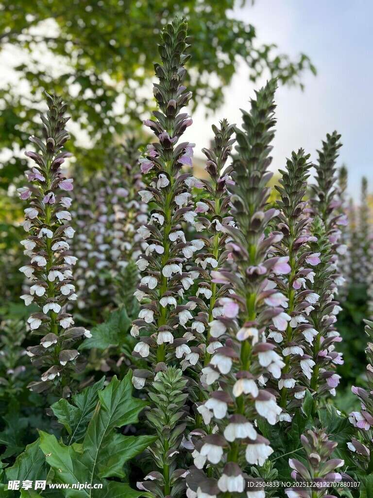白色花丛绽放生机