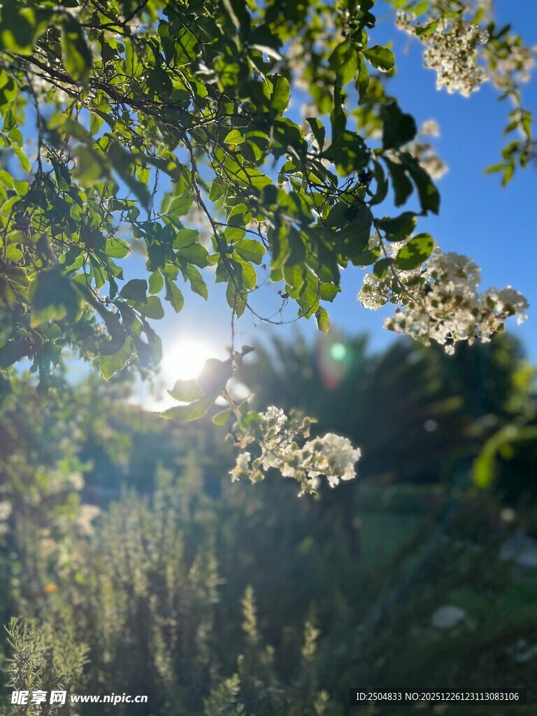 阳光透过繁花的林间美景