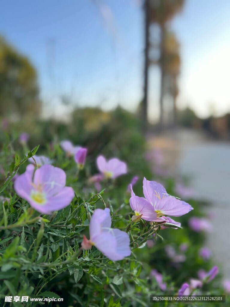 路边绽放的美丽紫色小花