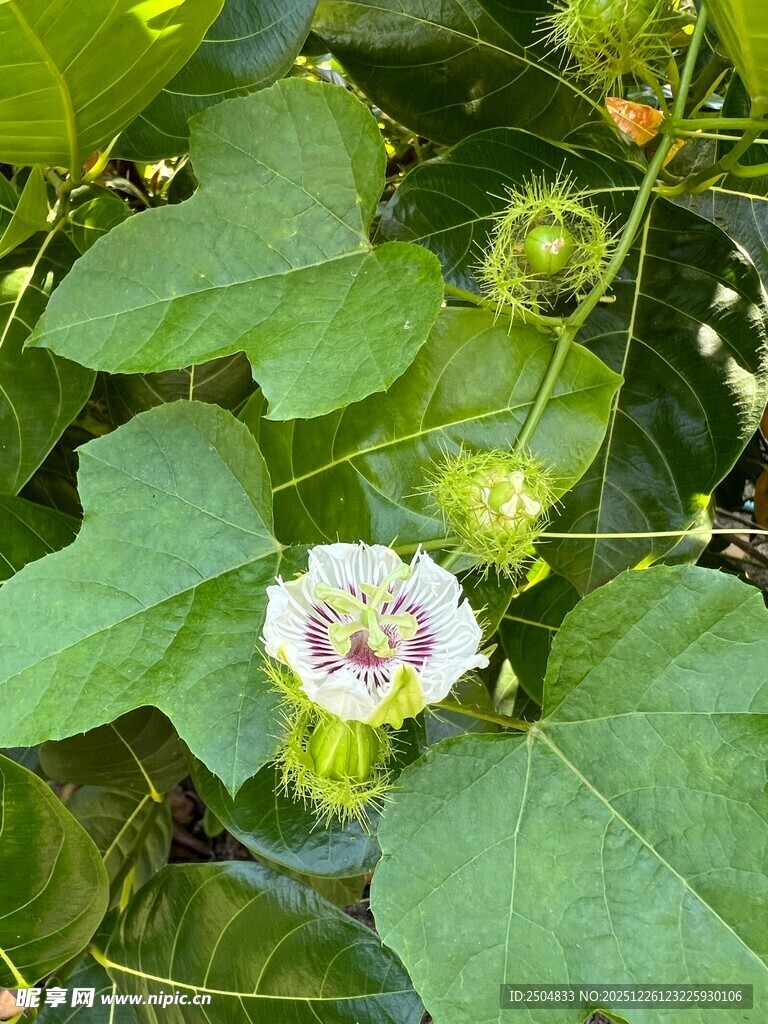 绽放的瓜类花朵