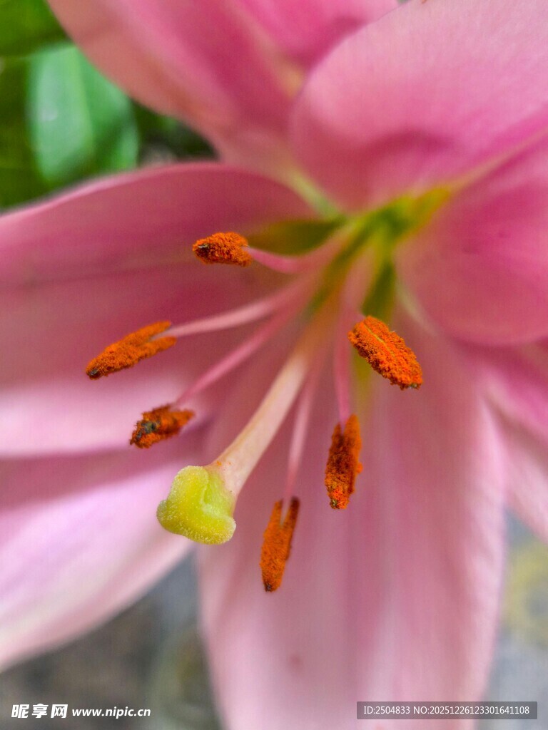 娇艳粉色百合花特写