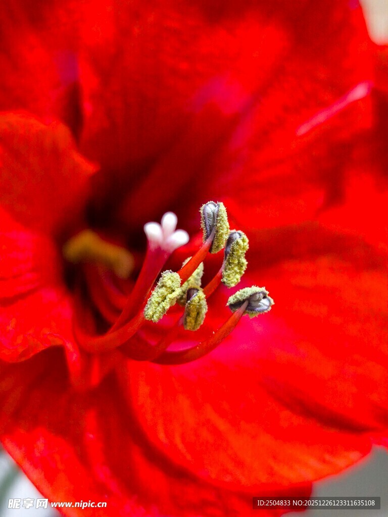 娇艳朱顶红特写