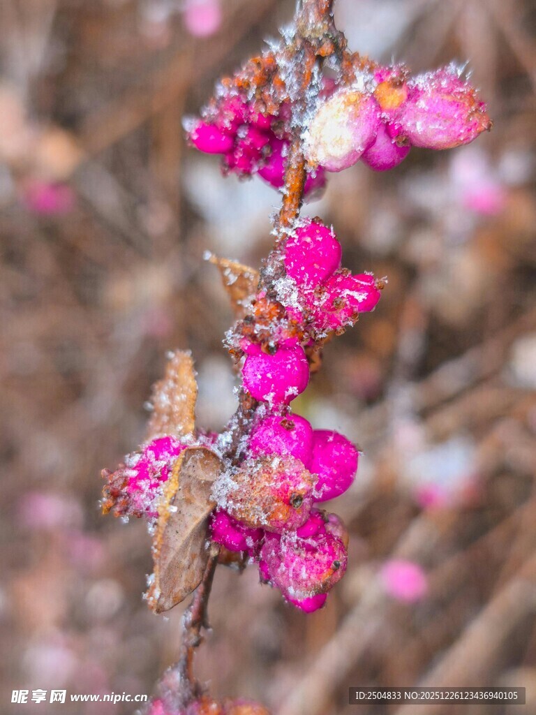 枝头绽放的娇艳粉色花朵