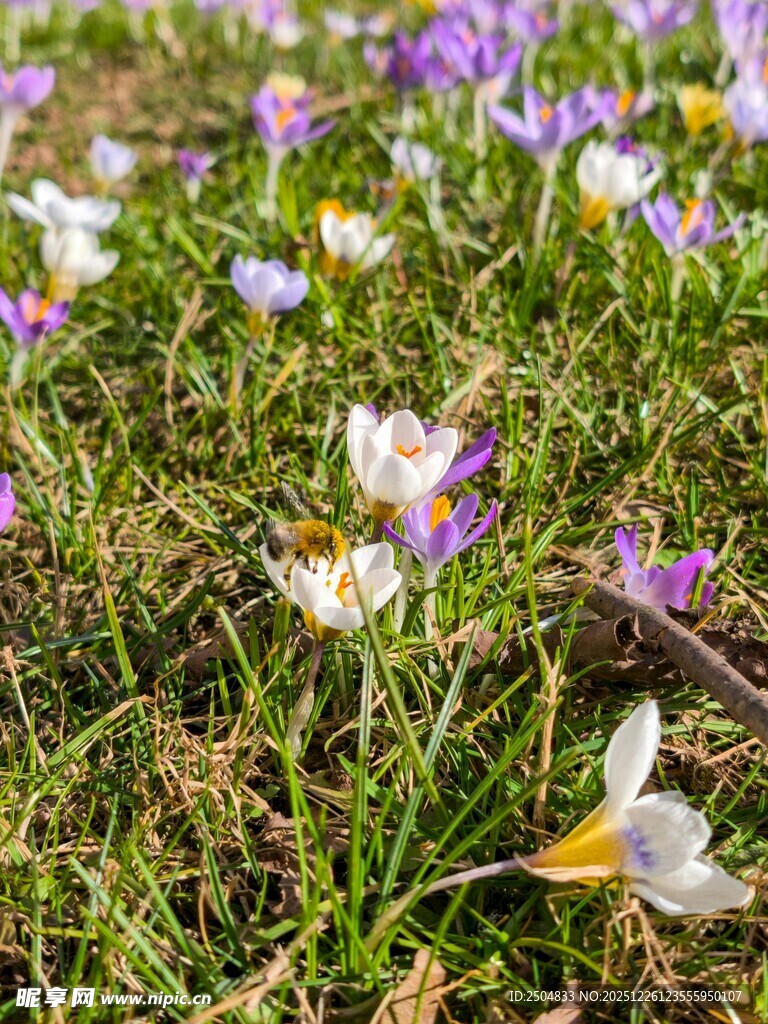 草地中的多彩番红花