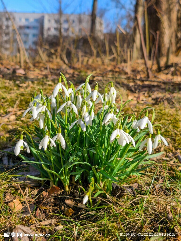 春日绽放的雪花莲